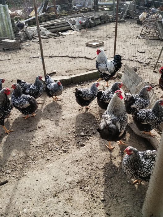 Vand wyandott arghintiu