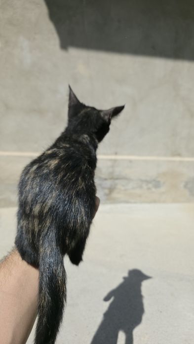 Породистые котята домашние