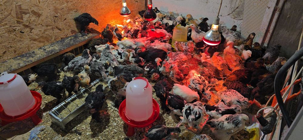 Pui rasă brahma si cochinchina urias