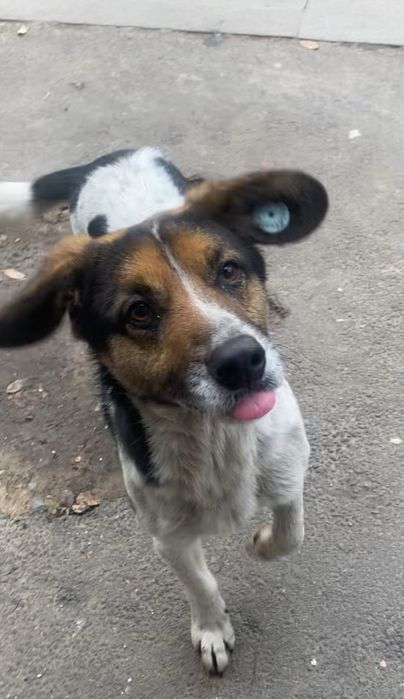 Найдена собака, мальчик