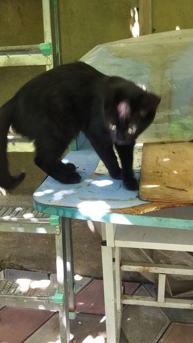 Котейка, девочка  крысоловка