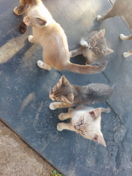 Отдам бесплатно котят