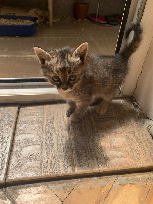 Подарю милую кошечку