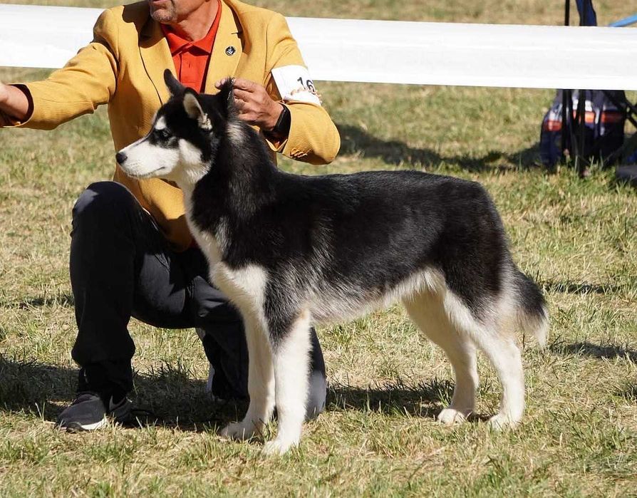 Pui Husky Siberian, părinți multipli campioni.