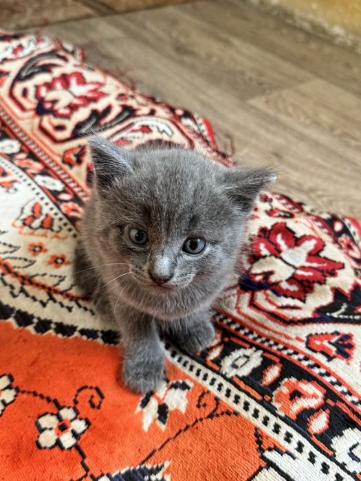 Отдам котят