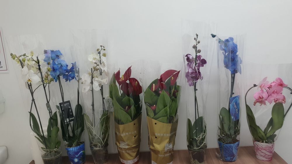 Тірі гүлдер. Живие цветы