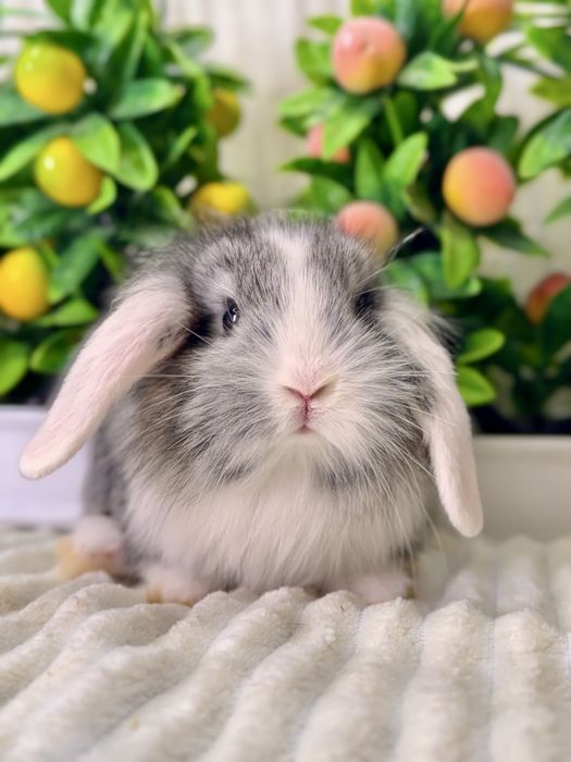 Quyon Quyonlar Кролик кролики