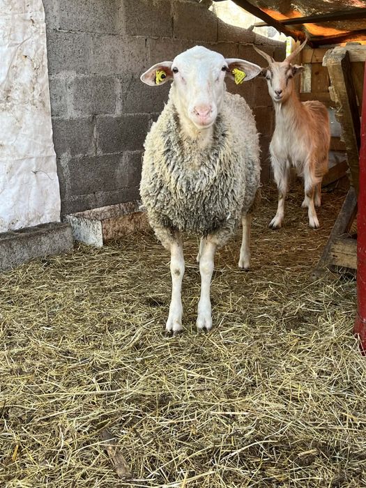 Vand berbecut texel