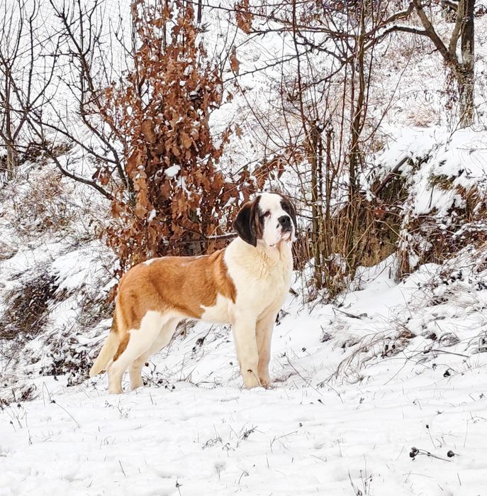 Femela Saint Bernard cu Pedigree