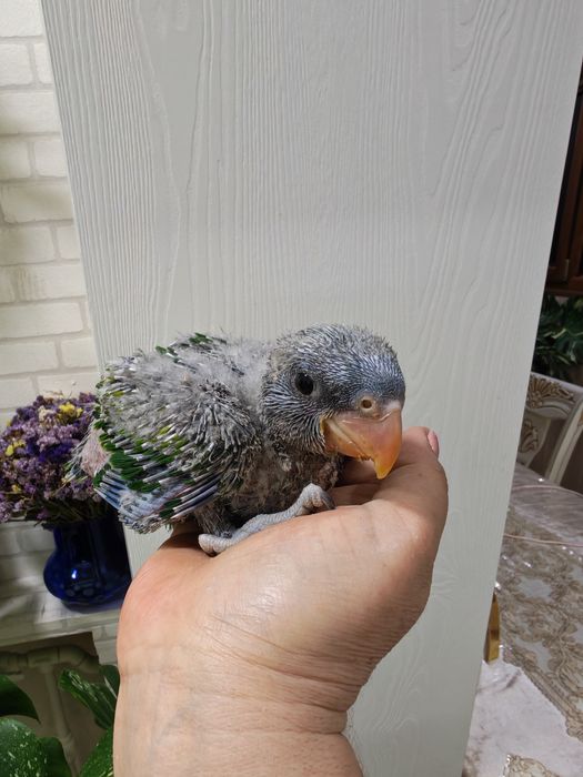 Продаётся птенец Китайского Кольчатого попугая.