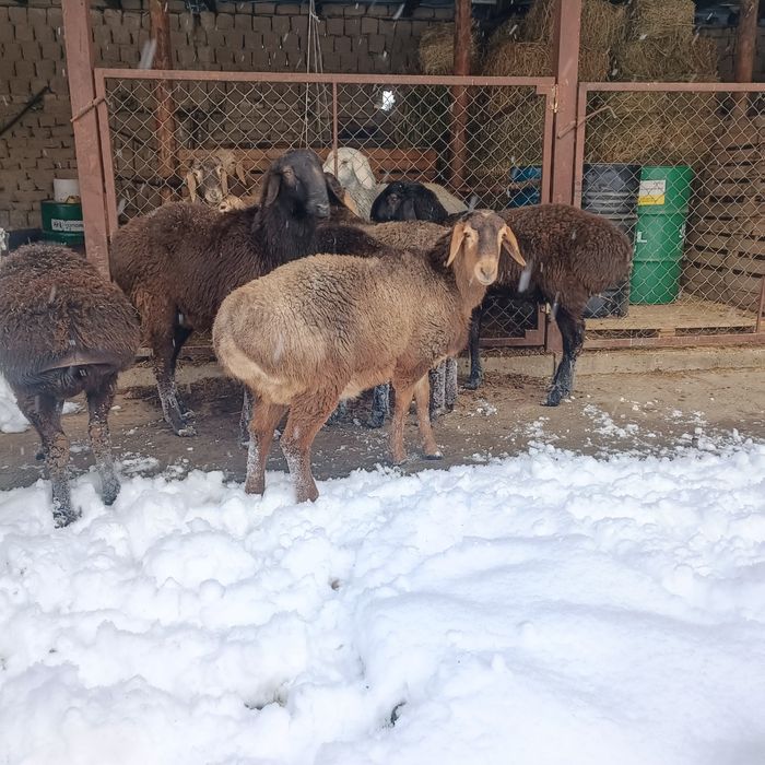 Токты-кошкарлар сатылады