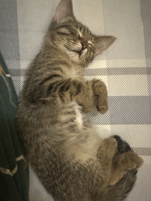 Кошка 5 месяцев.