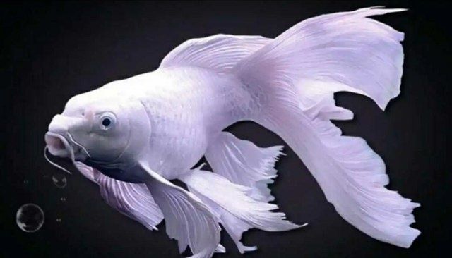 Akvarum va baliq magazin