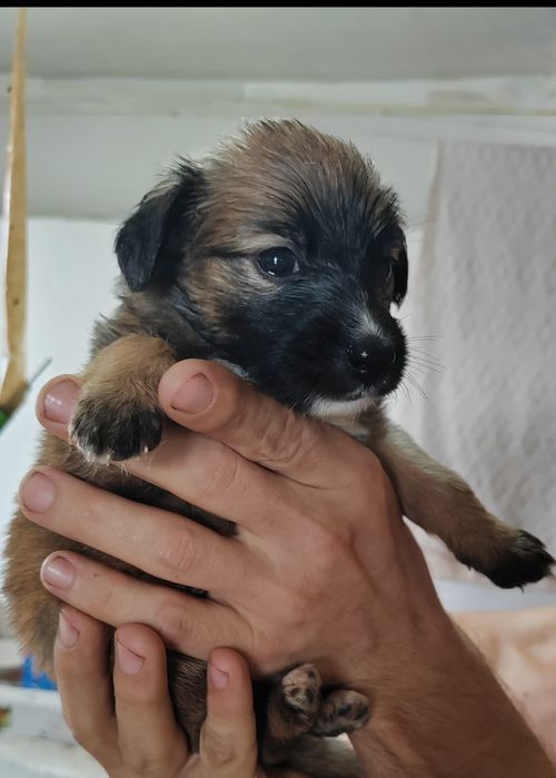 Отдам  даром в добрые руки