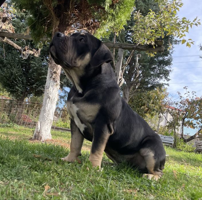 Американско були - покет