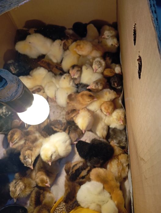 Циплята от домашних курочек