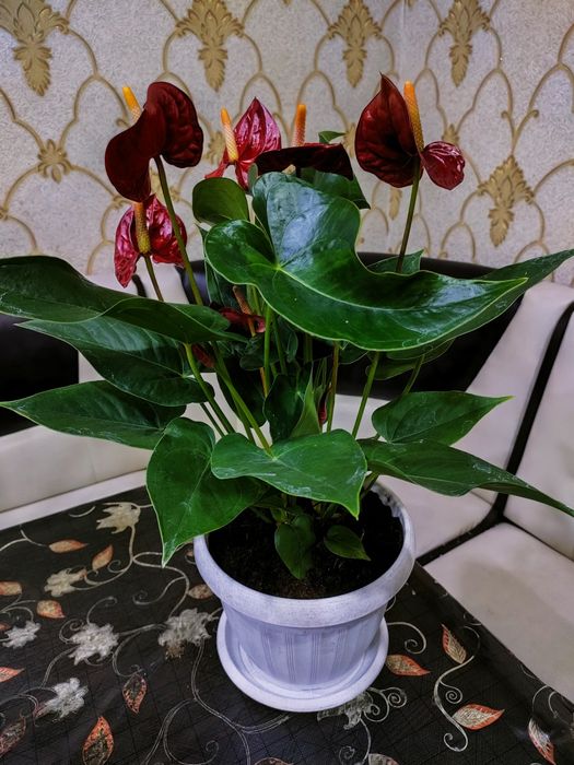 Домашние растения, доставка