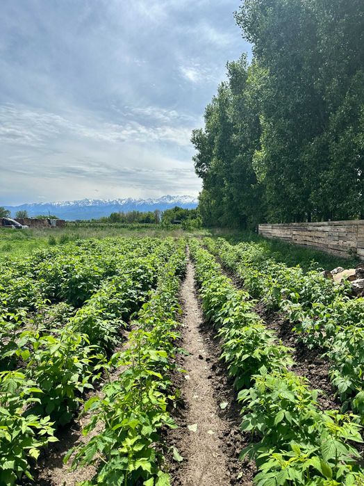 Саженцы малины ремонтантной