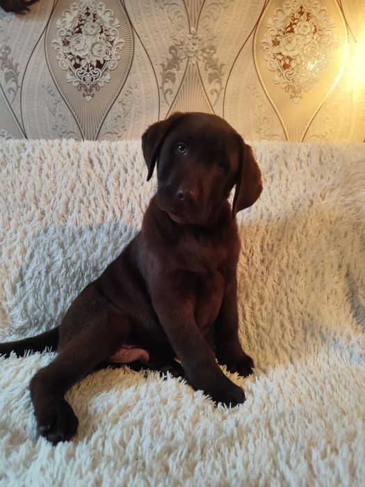 Лабрадор ретривер мальчик