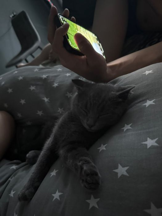 Шотландский котенок