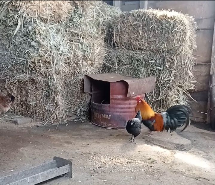 Продам карликовых курей