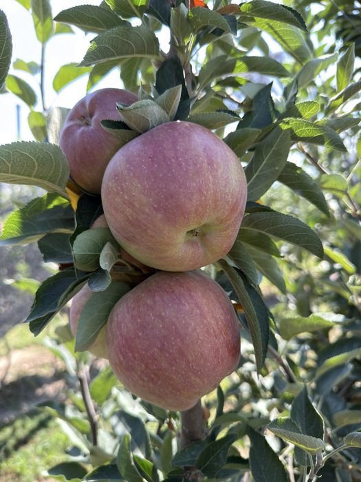 Продам яблоки для сидра, компота, пастилы.