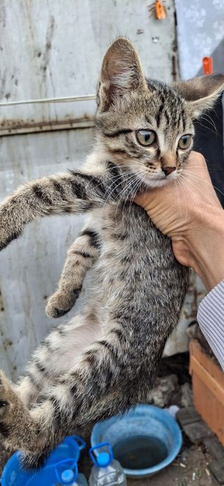 Котята ищут дом и любящее сердце