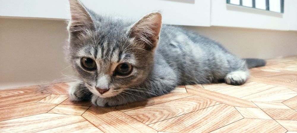 Котёнок в хорошие руки