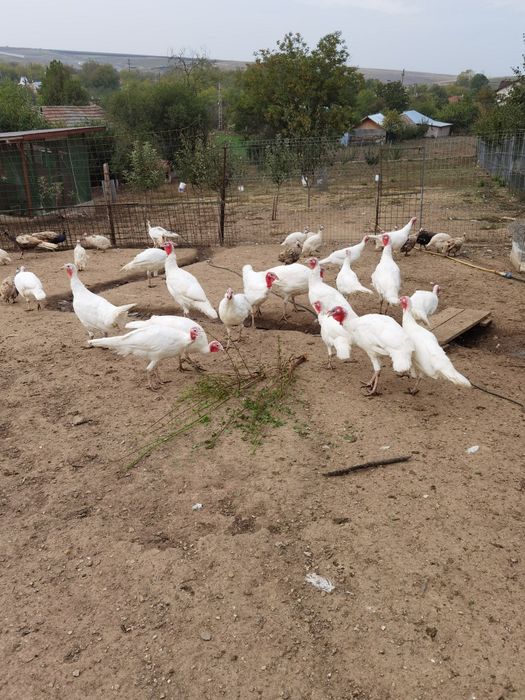 Curci de vânzare din 2025 preț 200 lei bucata