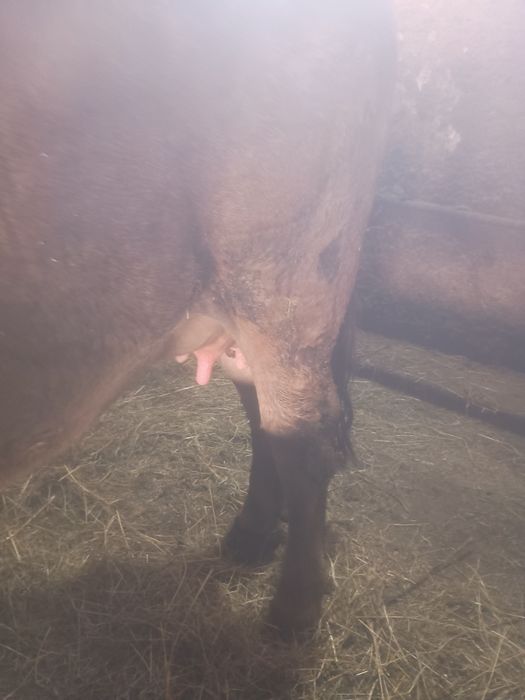 De vânzare junincă bruna de maramures