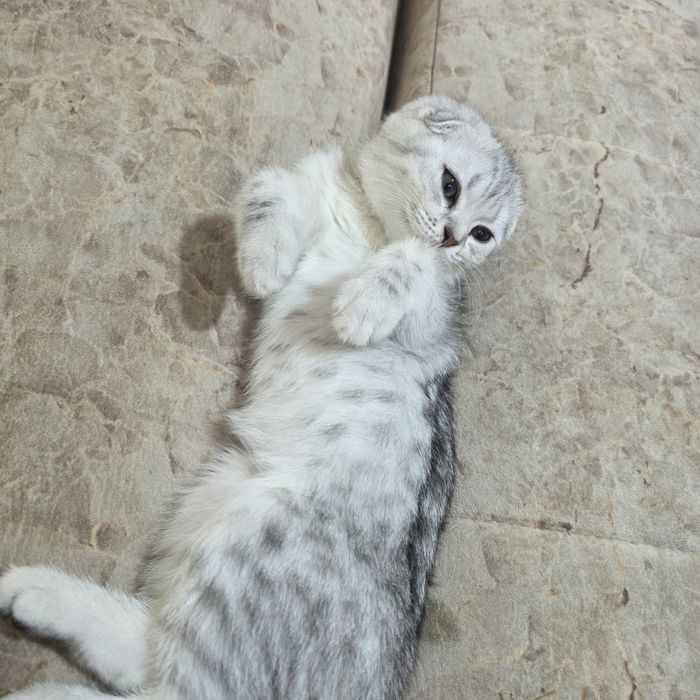 Продам котенка скотиш фолд