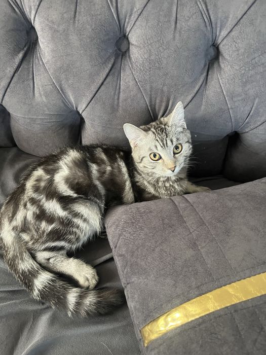 Котенок породистый