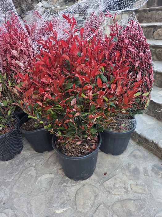 Magnolie ,palmieri, măslin, tuia