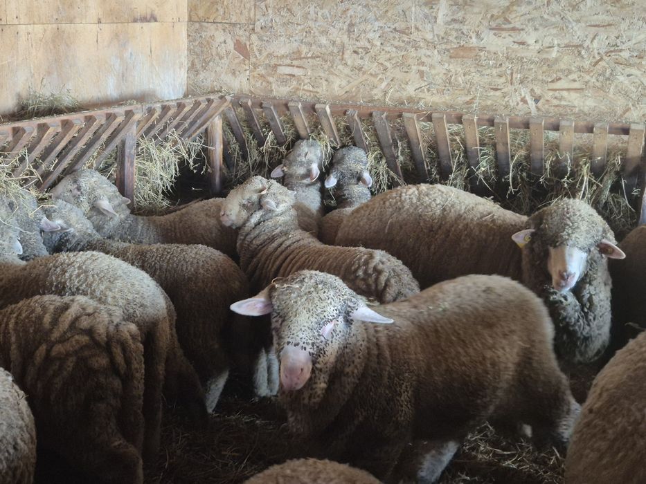 Mielute si berbecuti merinos de palas