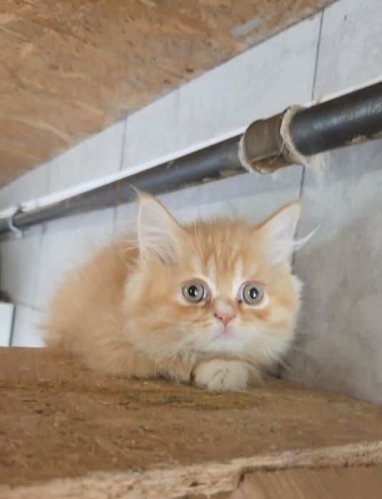 British shorthair bicolor