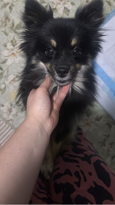 Продам собаку (шпиц)