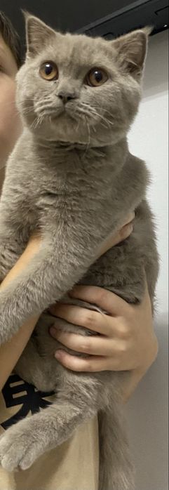 Британская короткошерстная котенок