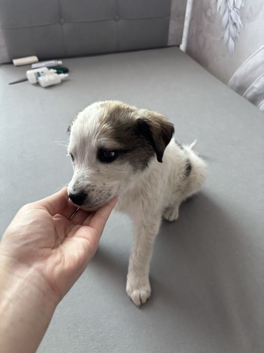 Щенок в добрые руки