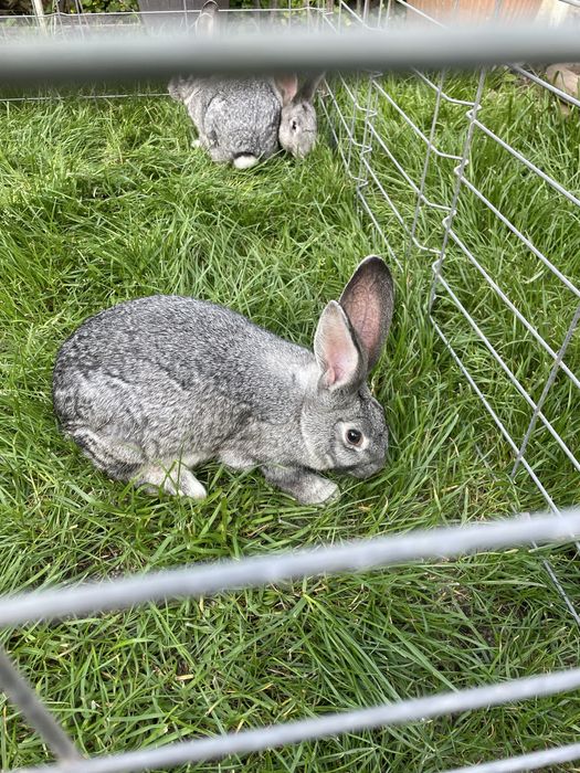 Vand iepuri foarte frumosi