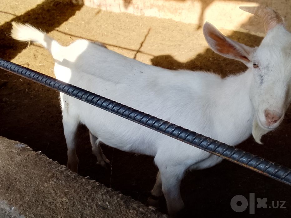Занен такамиз 4 ойли Ута соглом