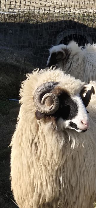 Berbecuț de vânzare