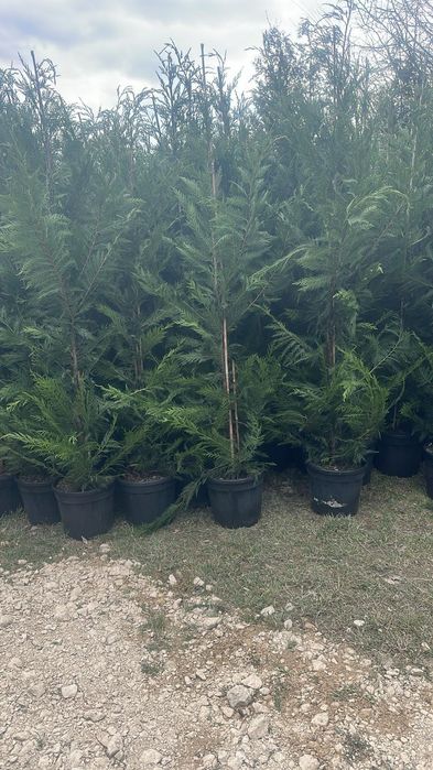 Plante ornamentale copacii Gazon rulou amenajam grădini
