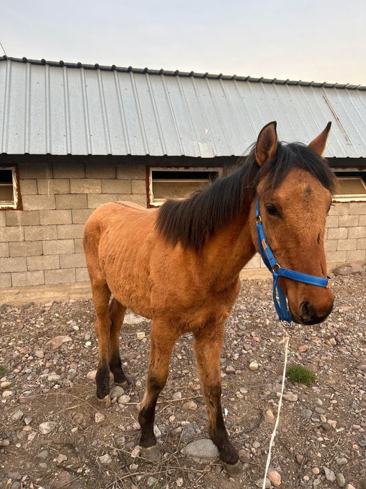 Продается лошадь