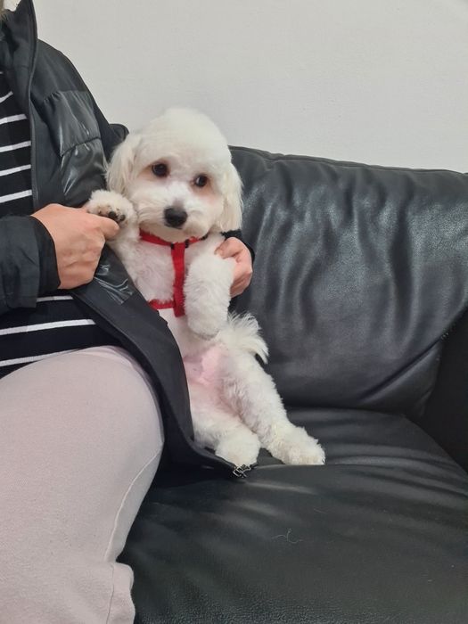 Frizerie canina,Salon,Cabinet Veterinar Petroșani