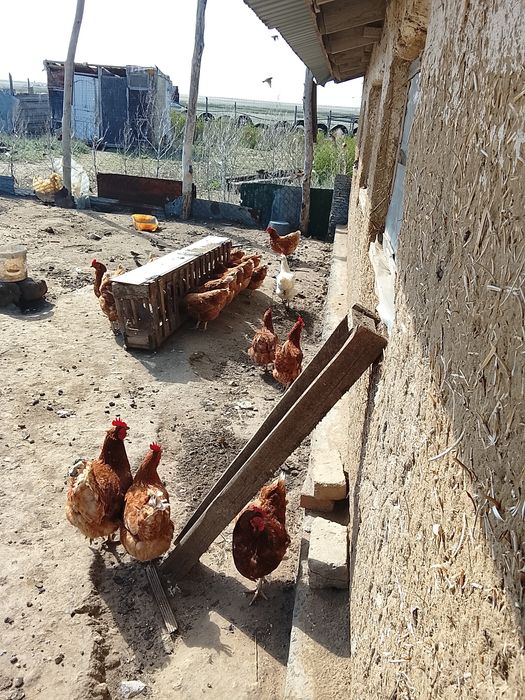 Продам кур несушек