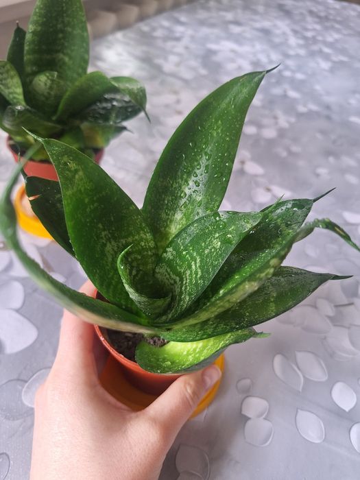 Продаются комнатные растения