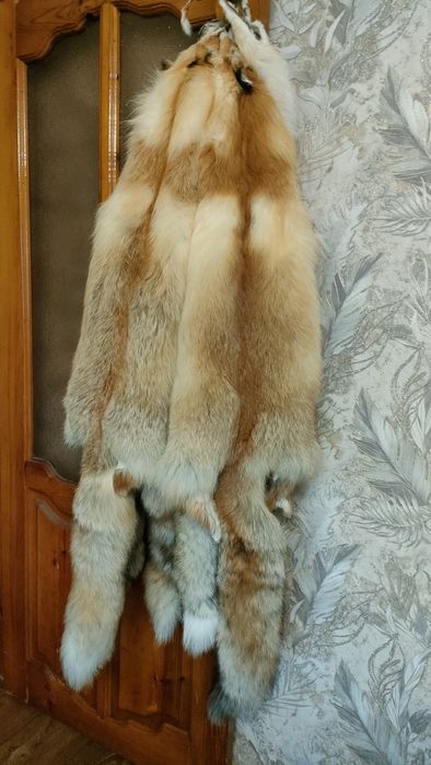 Продам мех рыжей лисы  20000т.