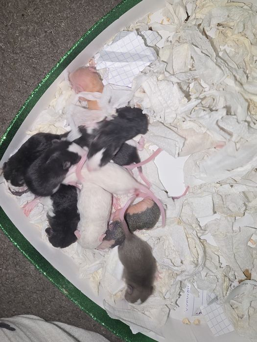 Крысята домашние, не на корм