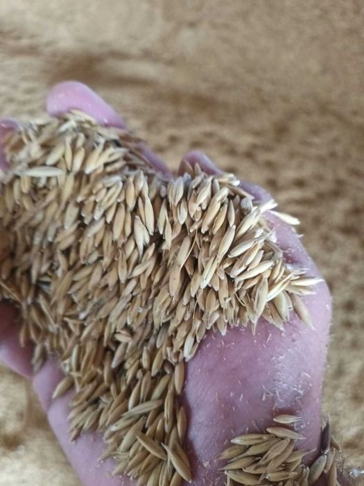 OVAZ de vanzare productia 2025