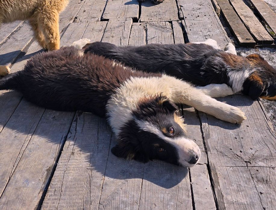 Собака щенок девочка 3 месяца